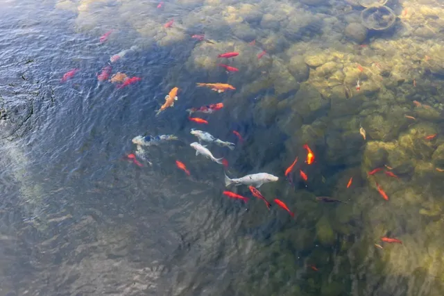 $7,995,000 | 23020 Old Santa Cruz Highway, Los Gatos, CA 95033