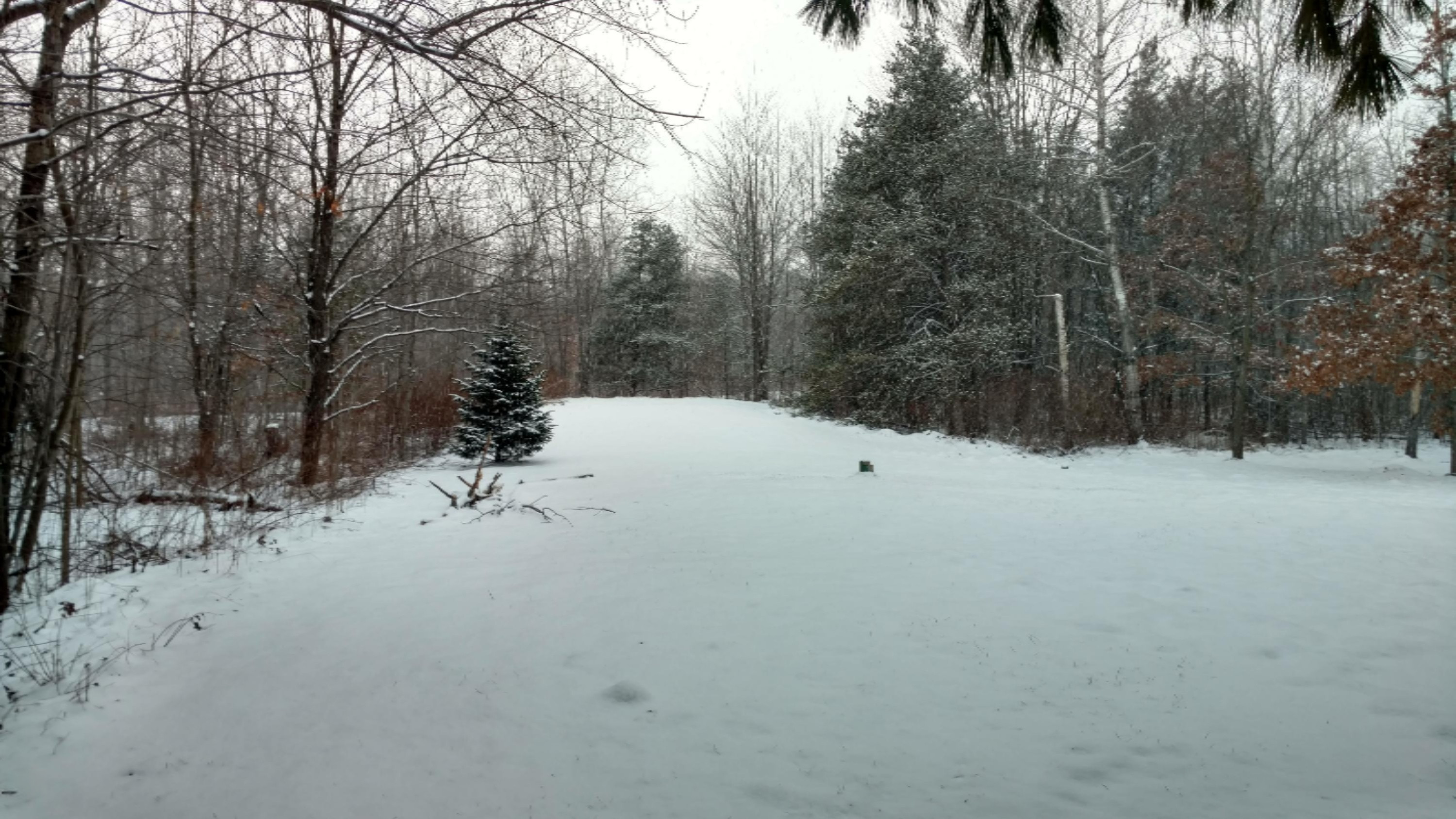 back yard