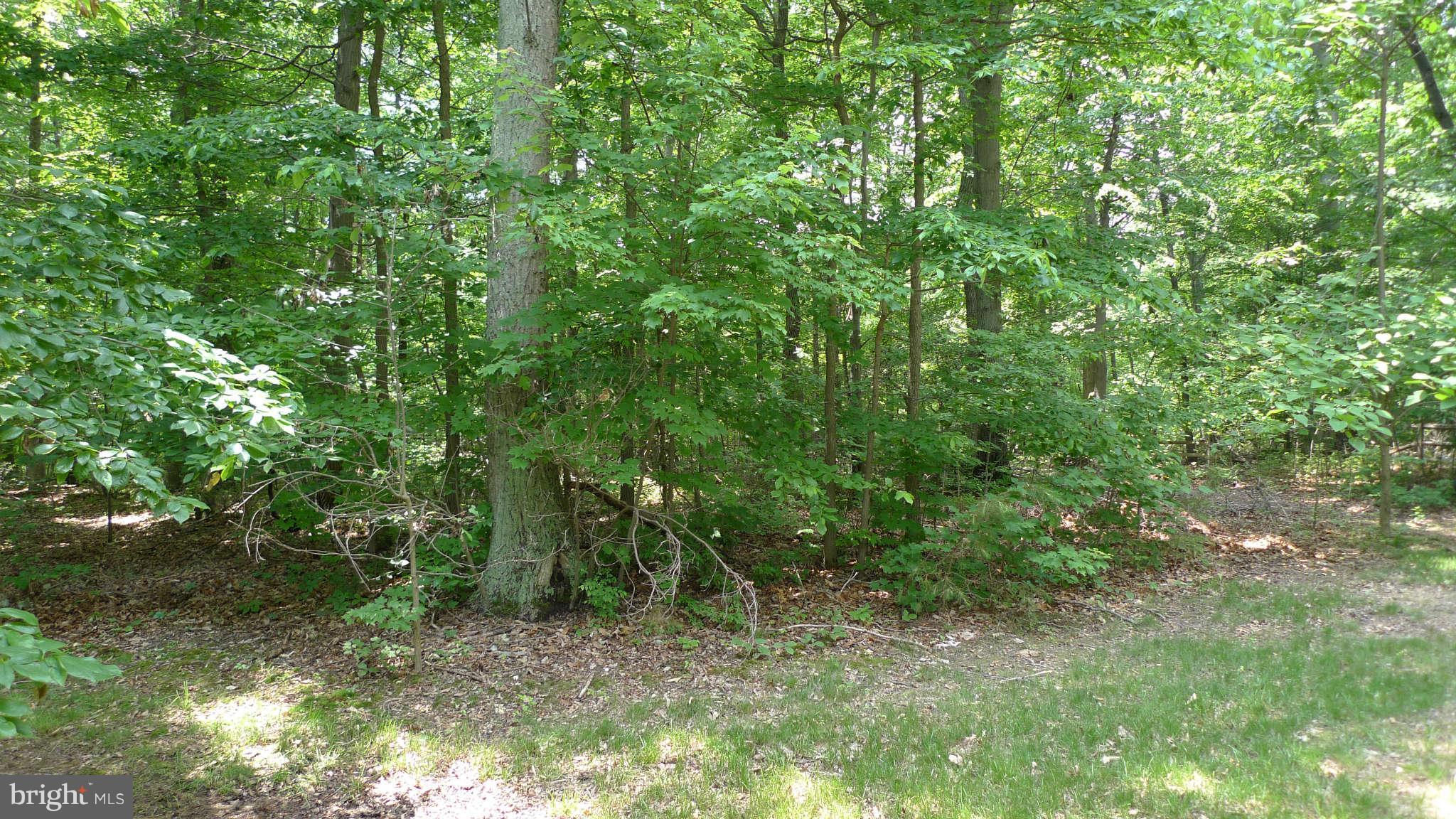 3366 Basford Road Frederick, MD 21703 - Photo 8 of 30 a view of a lush green forest