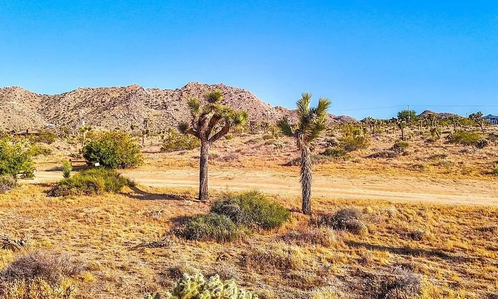 7645 La Contenta Road Yucca Valley, CA 92284 - Photo 13 of 14 a view of a yard with a tree