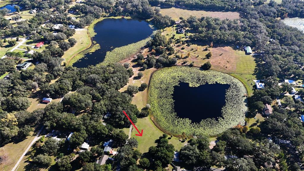 140 East Lemon Street Lady Lake, FL 32159 - Photo 15 of 18 a view of grapes plant