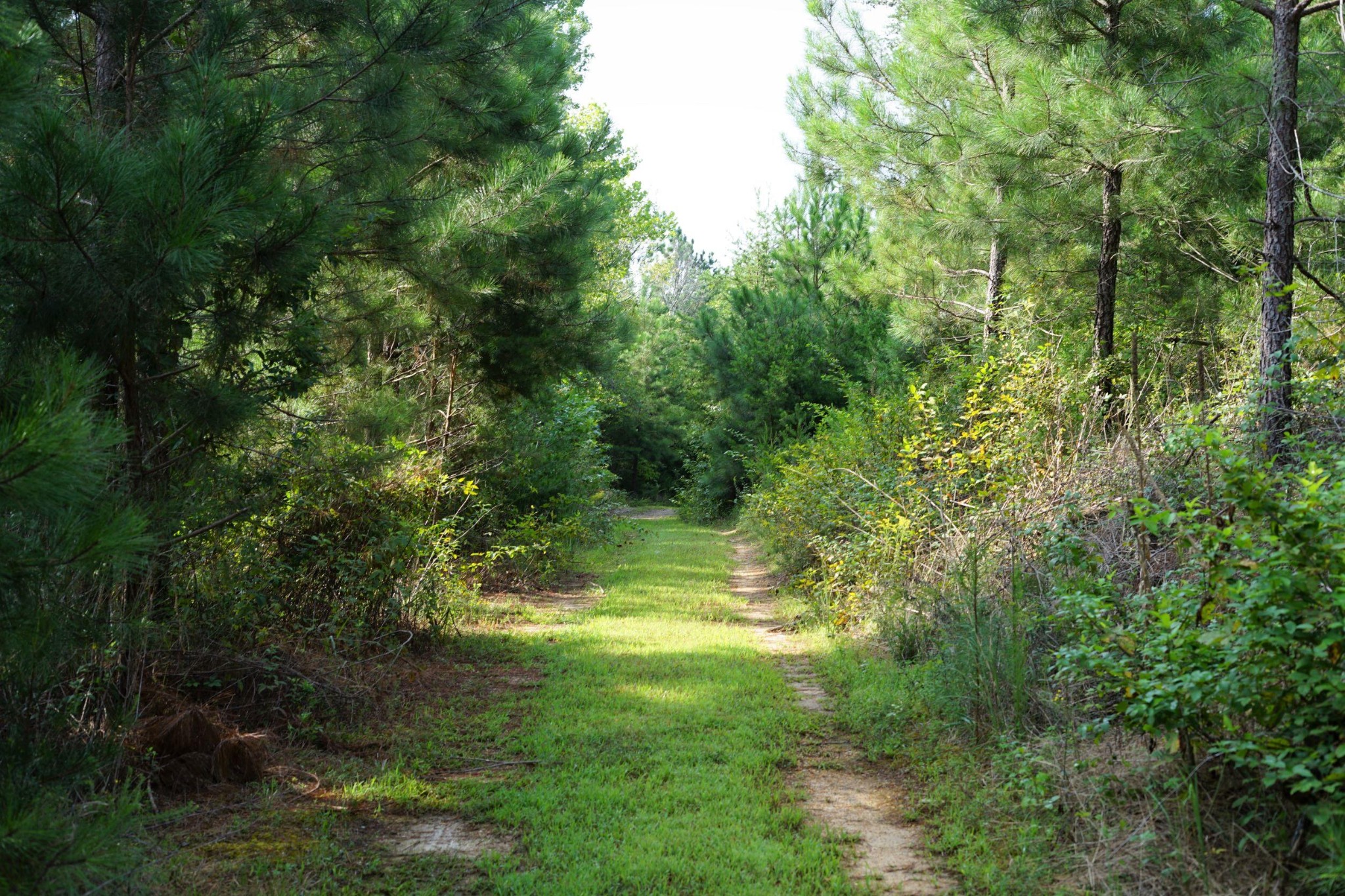 0 Pleasant Road Evensville, TN 37332 - Photo 5 of 7 Gallery Image 5