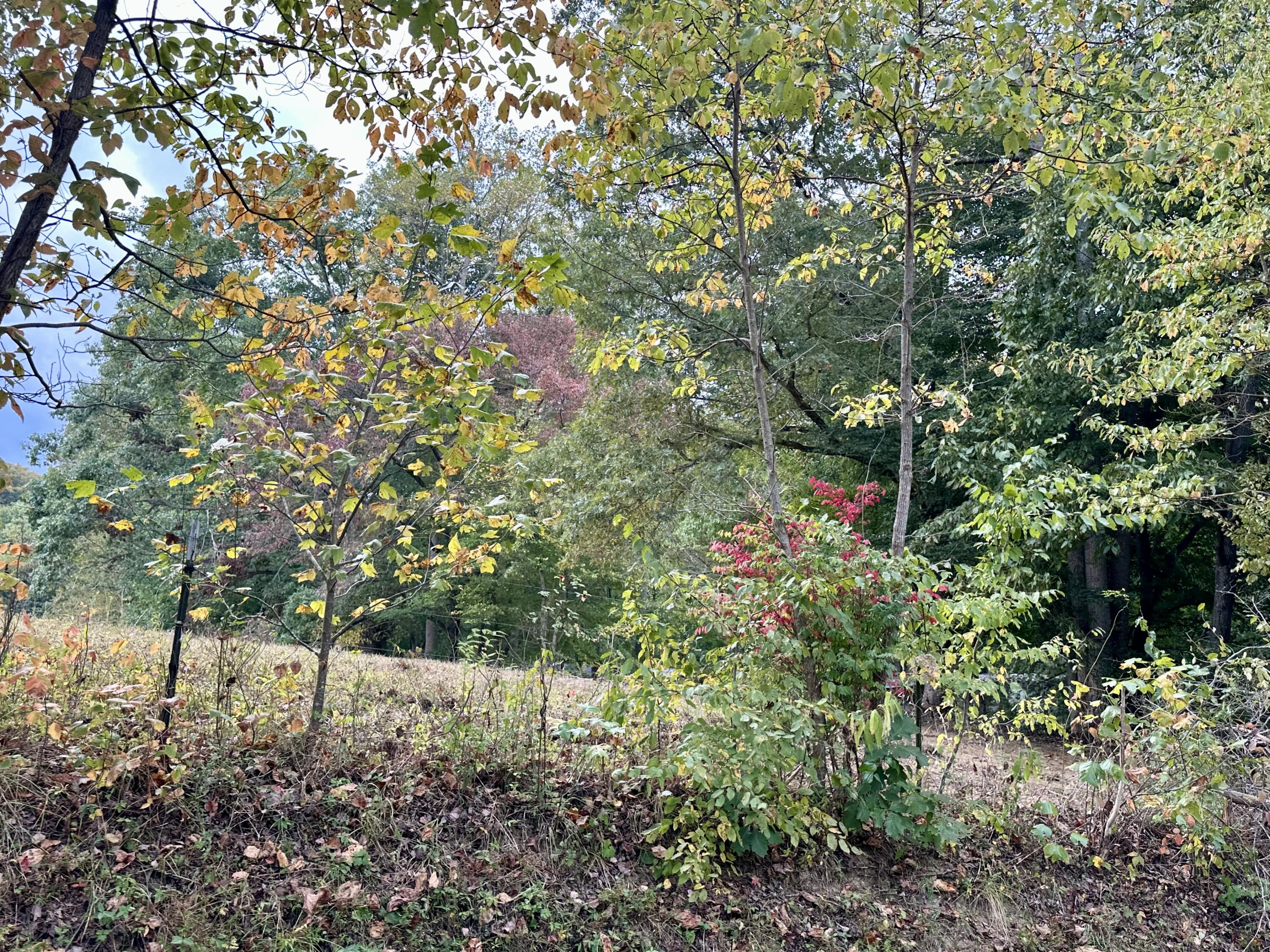 1073 Old Way Road London, KY 40741 - Photo 24 of 35 SCENIC
