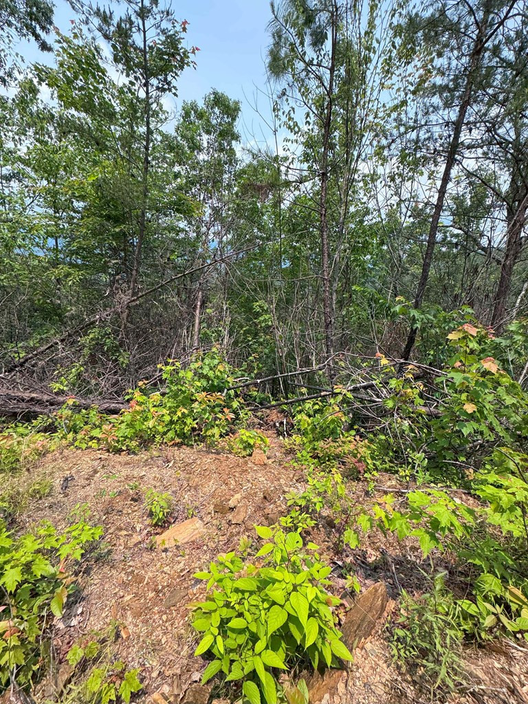 88-acres Bolden Branch Road Andrews, NC 28901 - Photo 28 of 34