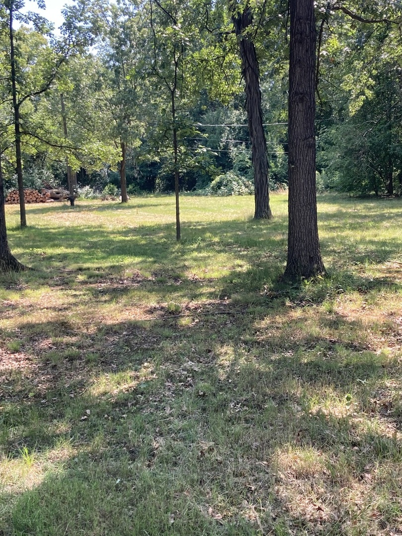 a view of a tree in a yard