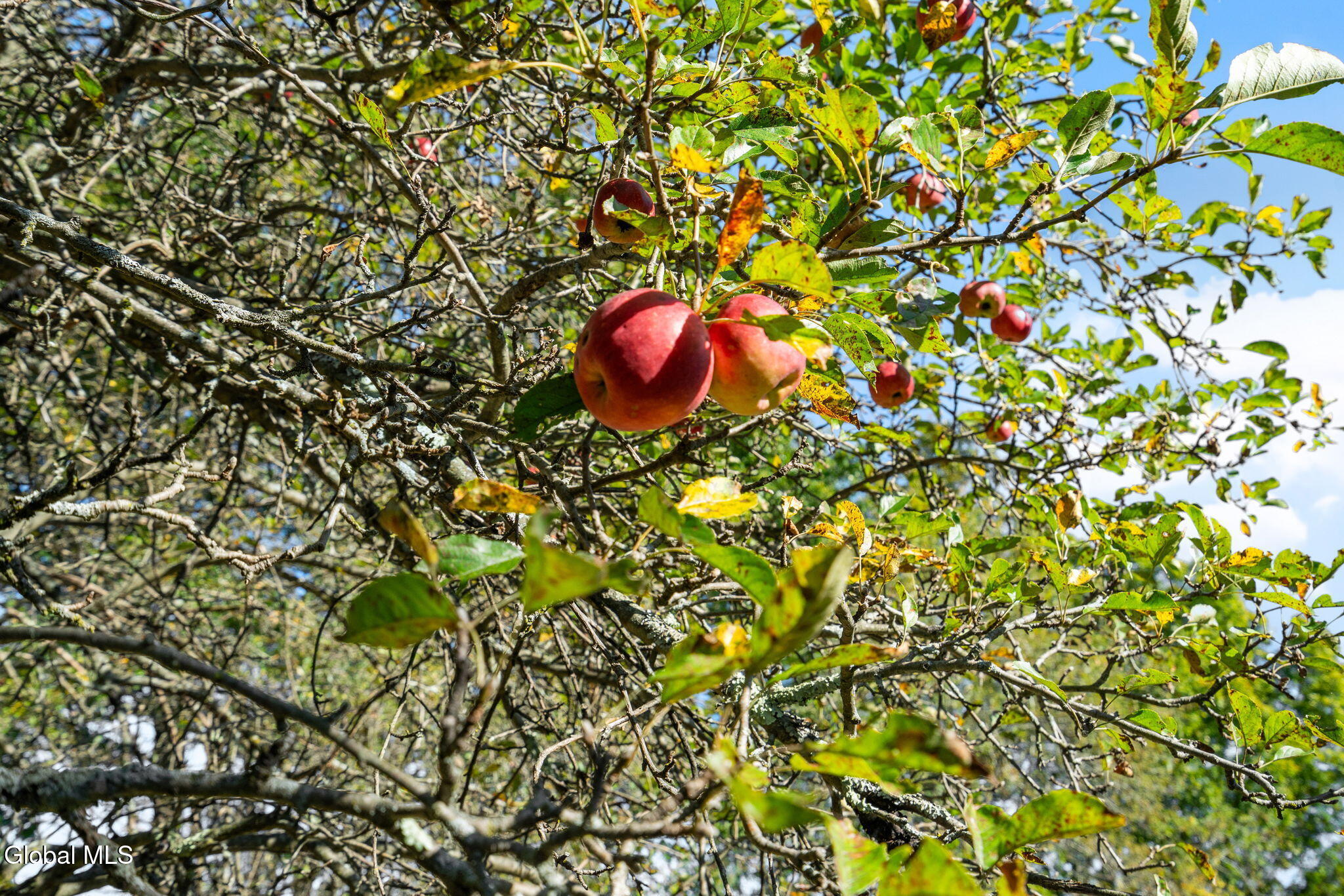 713 Riverview Road Rexford, NY 12148 - Photo 73 of 78 Apple Trees