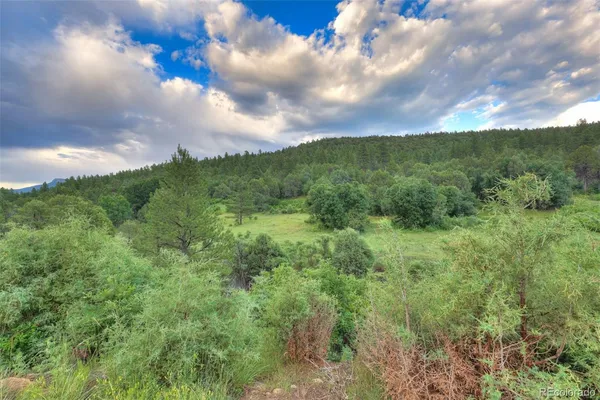 a view of a garden from a window