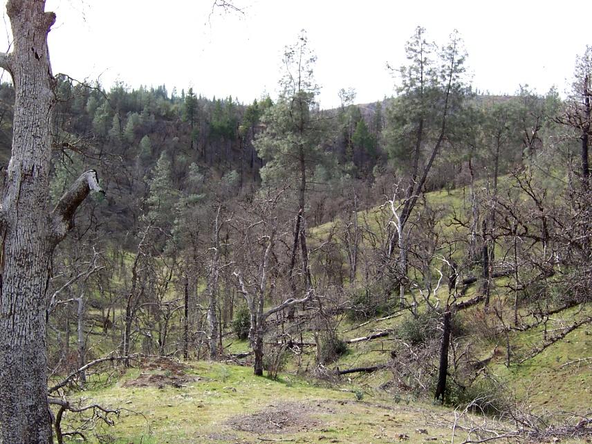 69-ac 69-ac Backbone Ridge Road Bella Vista, CA 96008 - Photo 11 of 13 varied terrain