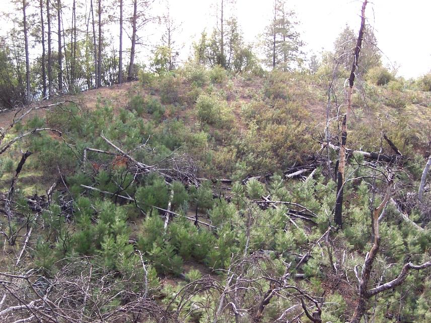 69-ac 69-ac Backbone Ridge Road Bella Vista, CA 96008 - Photo 10 of 13 new vegetation