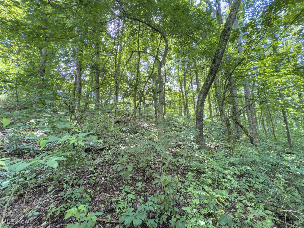 36475 Kinney Ridge Road Woodsfield, OH 43793 - Photo 44 of 50 View of nature