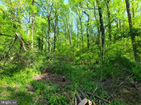 Honeysuckle Trail Lorton, VA 22079 - Photo 2 of 2 a view of a lush green forest