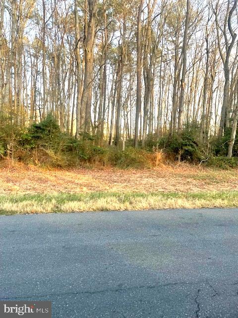a view of a yard with large trees