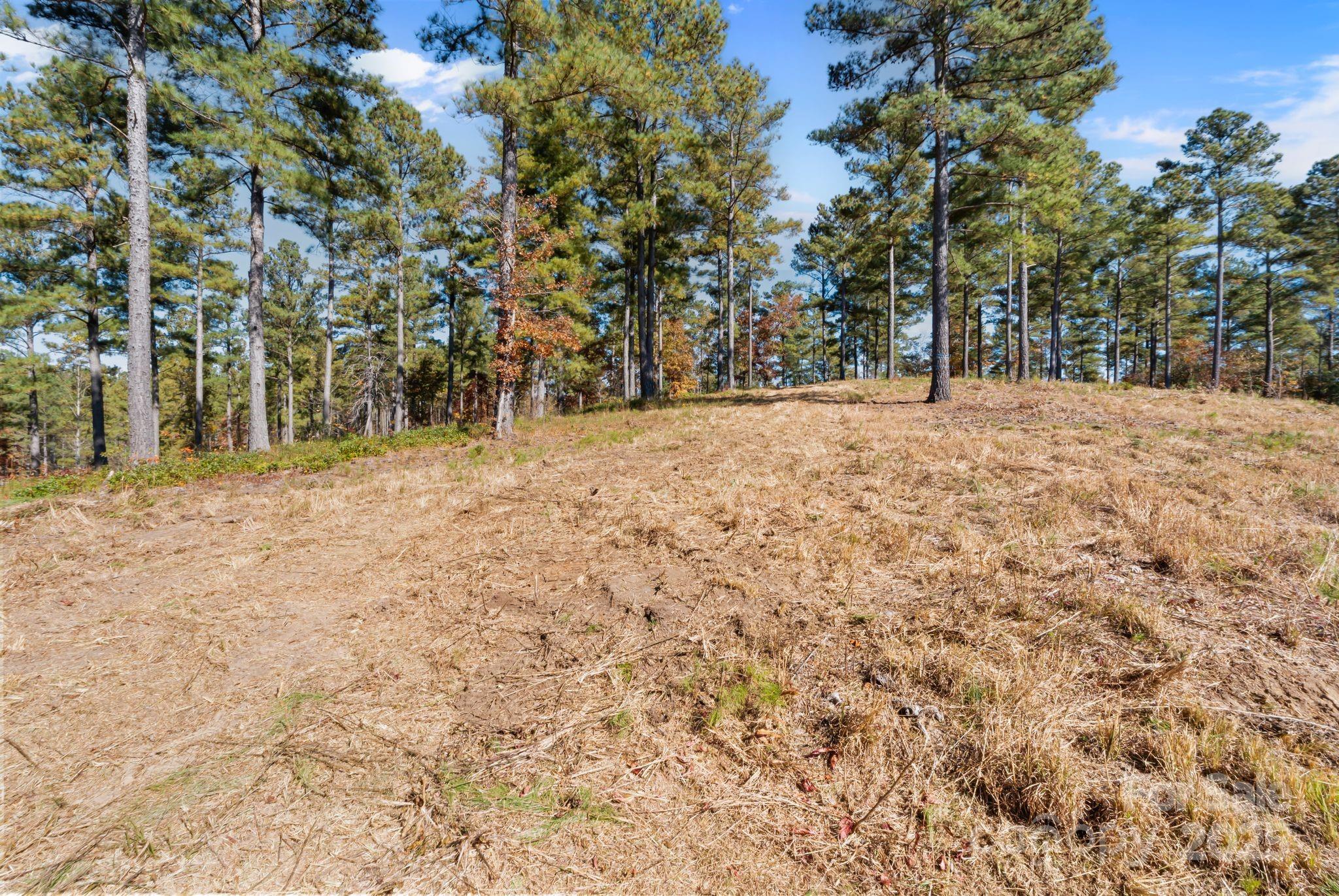 0 Liberty Road Granite Falls, NC 28630 - Photo 8 of 13 a view of large trees with a tree