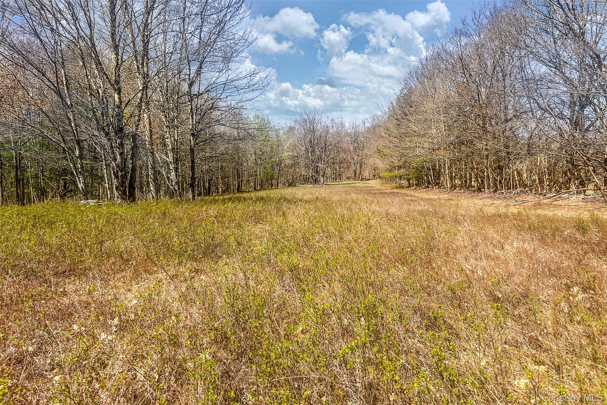 Frank Slawson Road Oneonta, NY 13820 - Photo 15 of 27 a view of yard with trees