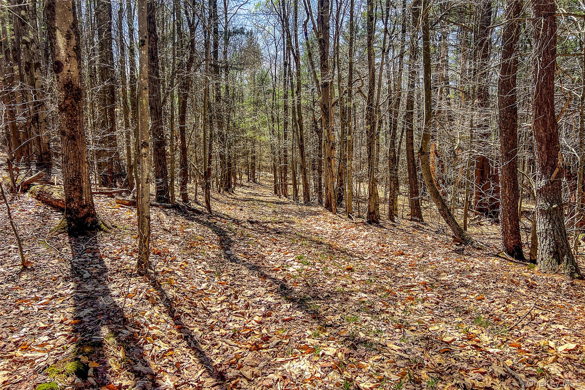 Frank Slawson Road Oneonta, NY 13820 - Photo 24 of 27 a view of outdoor space with deck and trees