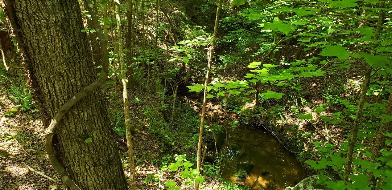 0 Thorn Ridge Lane Pelzer, SC 29669 - Photo 4 of 10