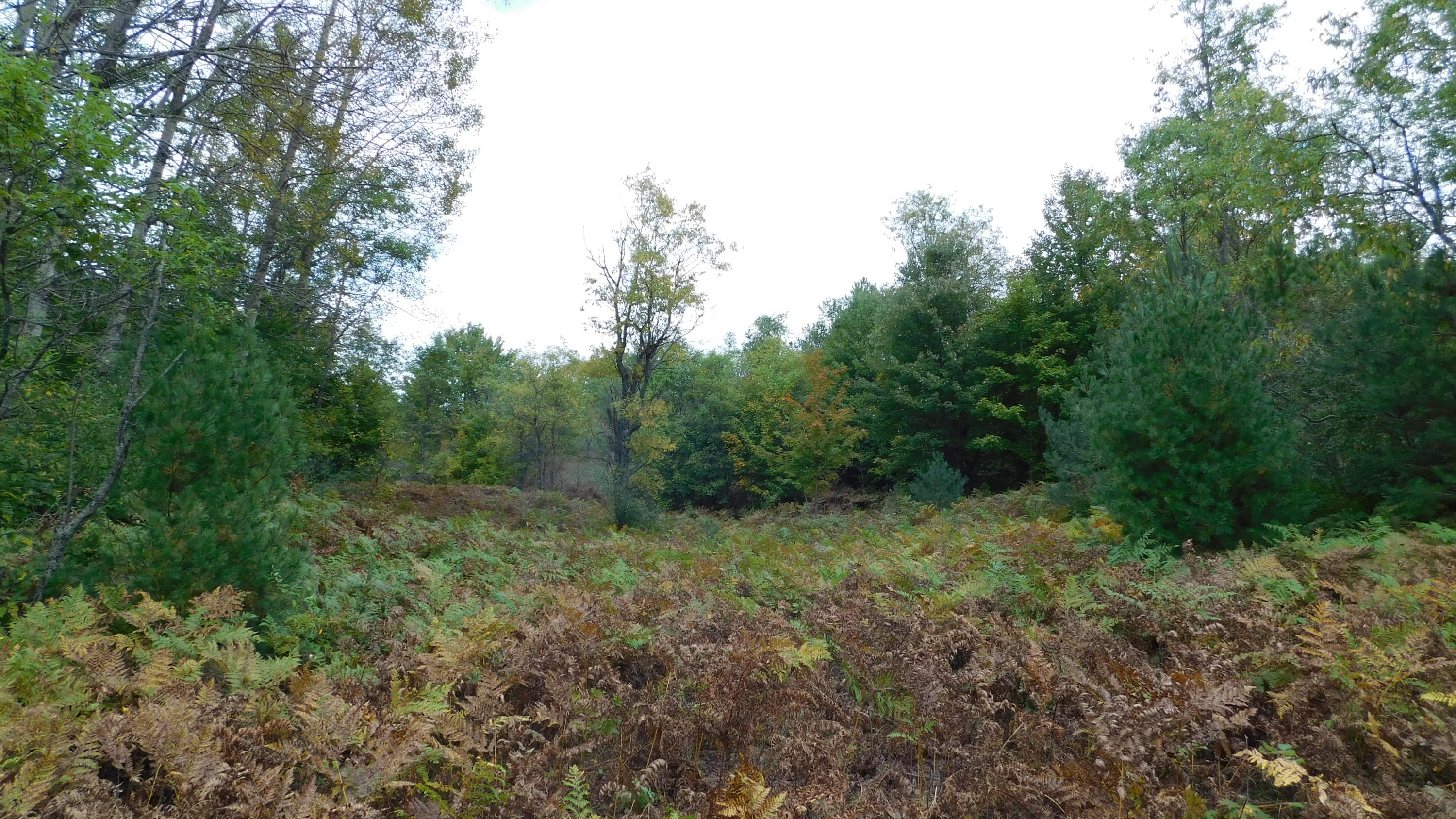 Shann Road Wolverine, MI 49799 - Photo 13 of 39 Gallery Image 13