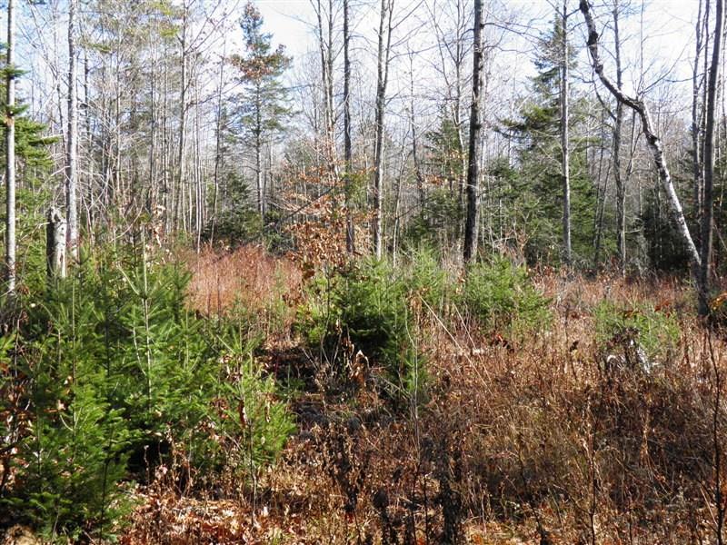 1200 Soule Road Phillips, ME 04966 - Photo 10 of 25 Photo