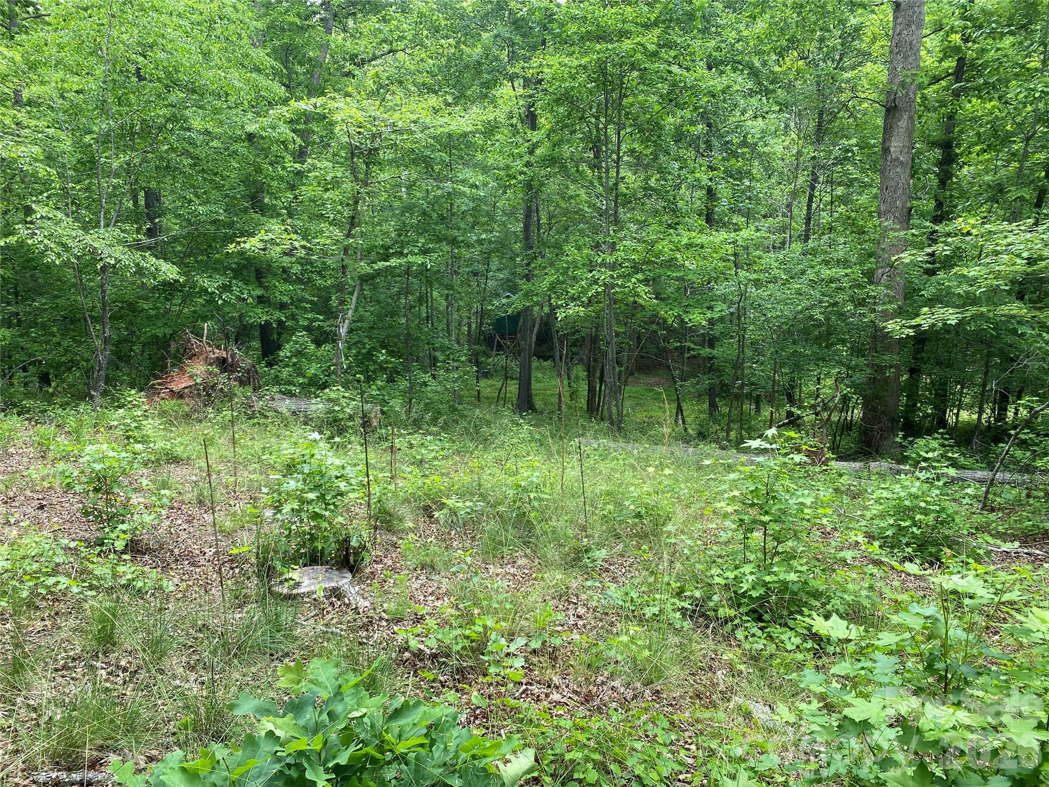 0 Kiser Road Ellenboro, NC 28040 - Photo 11 of 16 a view of a lush green forest with lots of trees