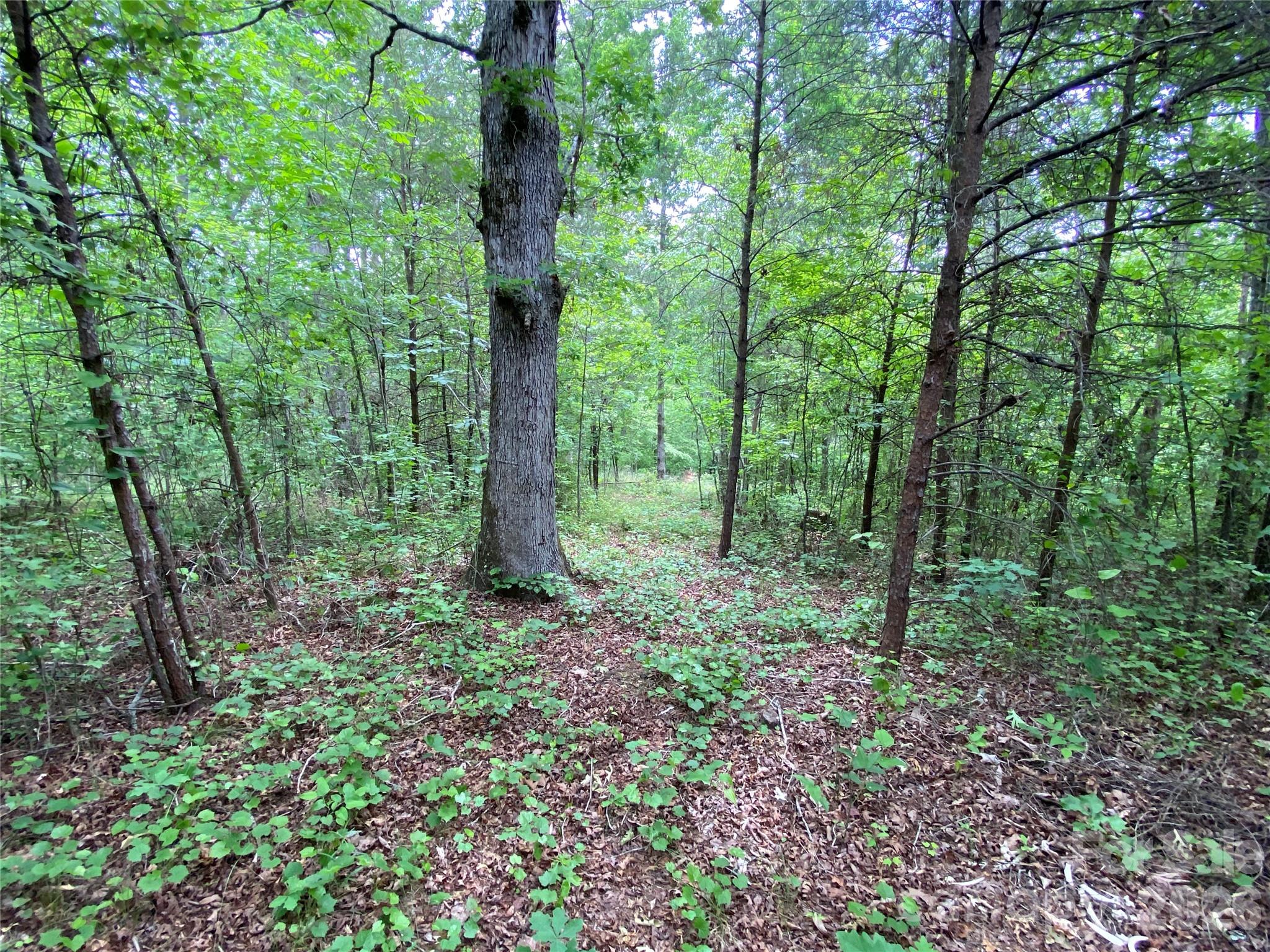 0 Kiser Road Ellenboro, NC 28040 - Photo 13 of 16 a view of outdoor space and green space