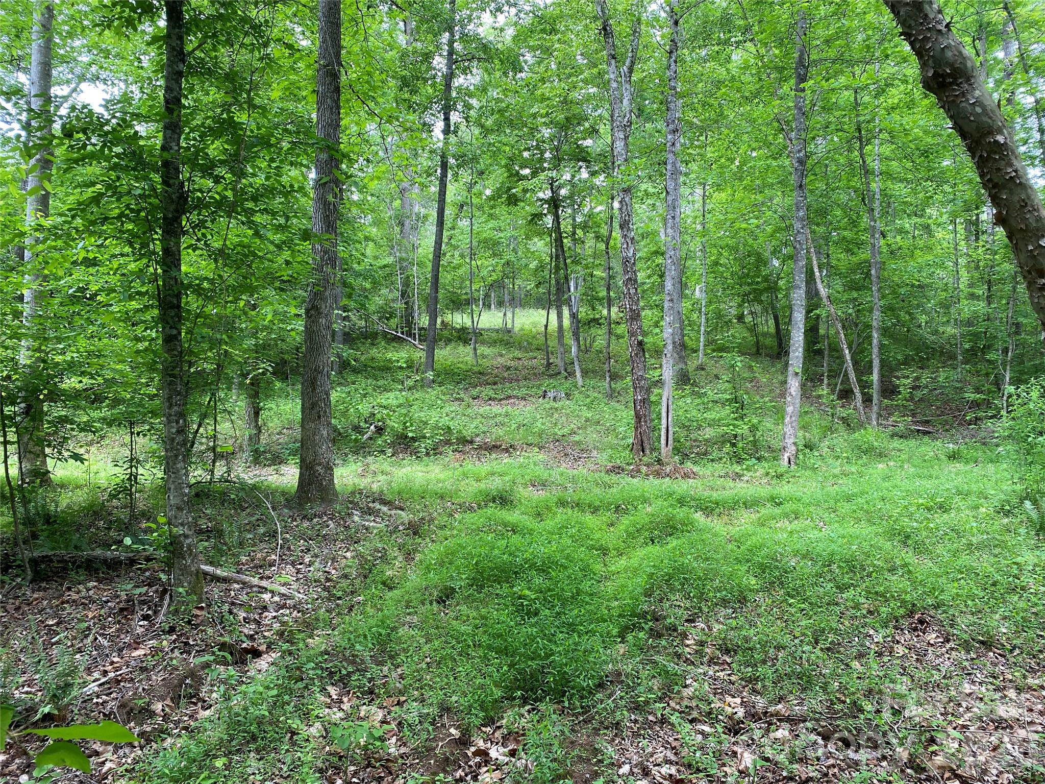 0 Kiser Road Ellenboro, NC 28040 - Photo 3 of 16 a view of a lush green forest