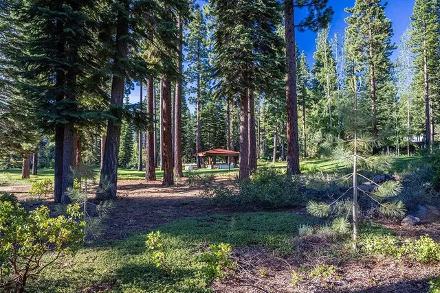 a view of a park with large trees