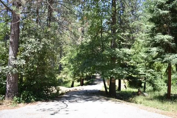 a view of a tree in a yard