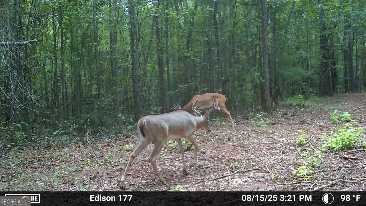1 Fern Street Edison, GA 31986 - Photo 19 of 21