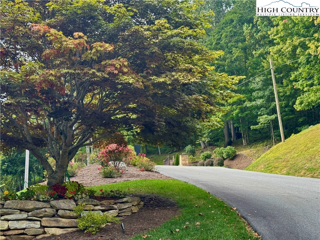 a view of a yard with plants and a large tree