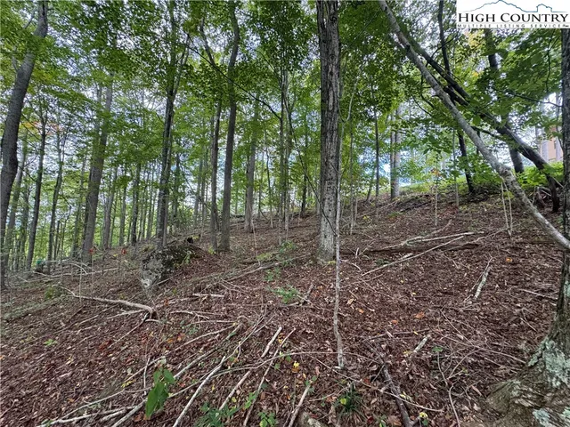 a view of a yard with lots of trees