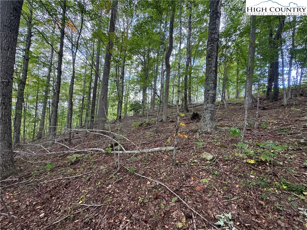 Bear Paw Road Elk Park, NC 28622 - Photo 7 of 19 a view of a forest with trees in the background