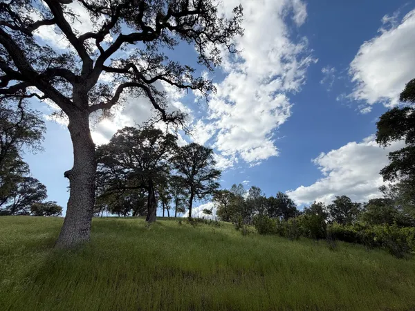 a view of a big yard with large trees