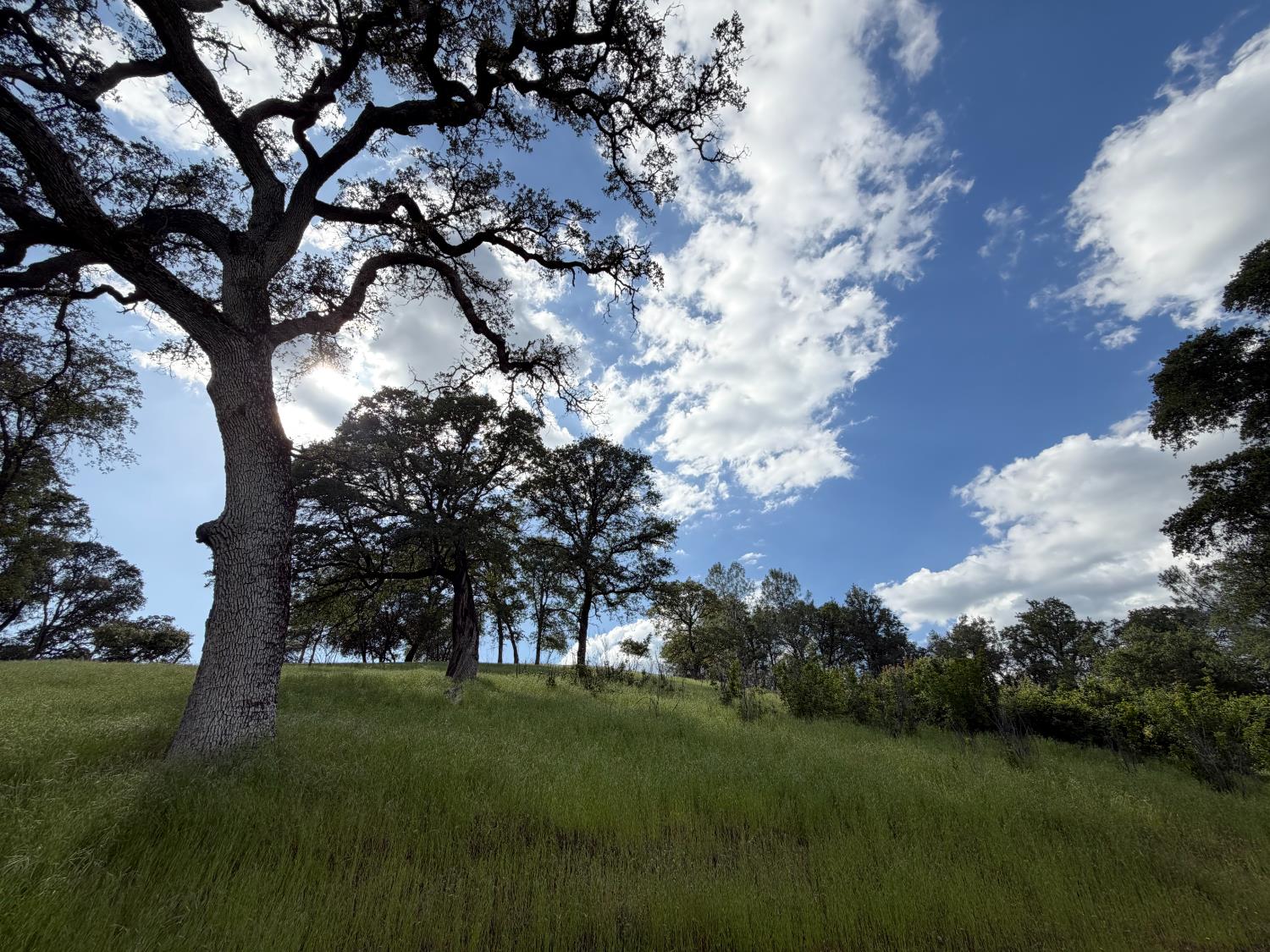 0 Spring Valley Road Plymouth, CA 95669 - Photo 1 of 23 a view of a big yard with large trees