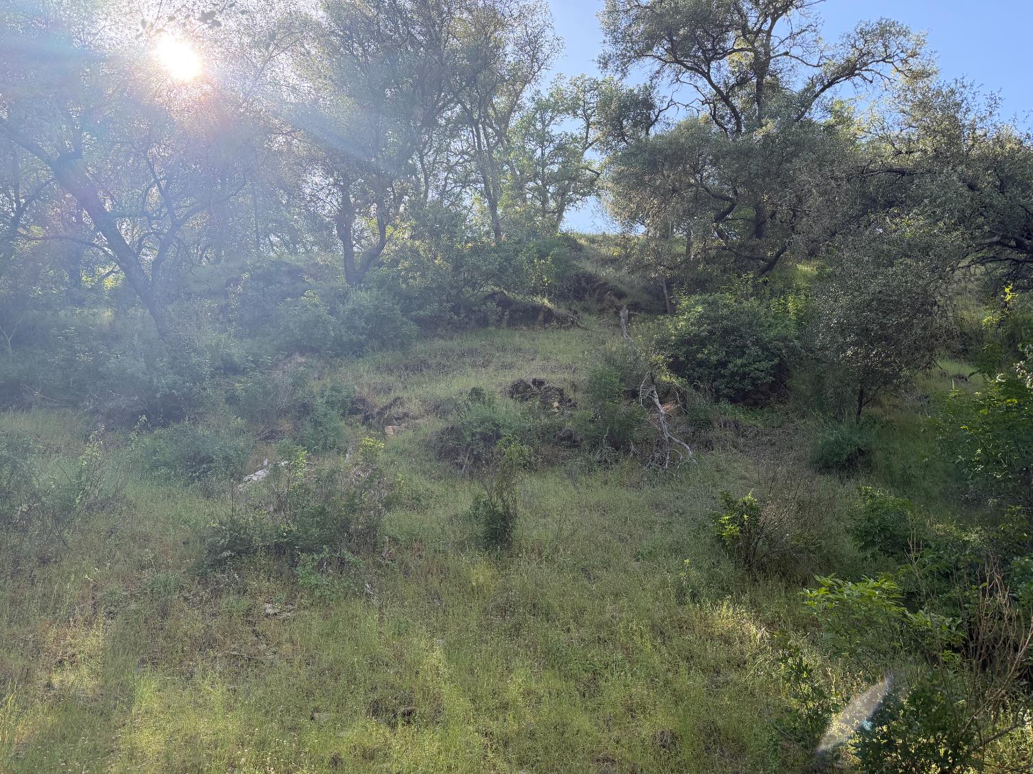 0 Spring Valley Road Plymouth, CA 95669 - Photo 13 of 23 a view of a yard in a forest