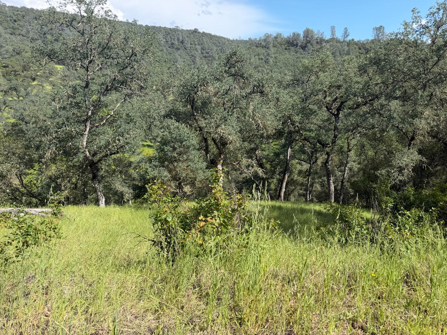 0 Spring Valley Road Plymouth, CA 95669 - Photo 14 of 23 a view of a lush green forest with a house in the background