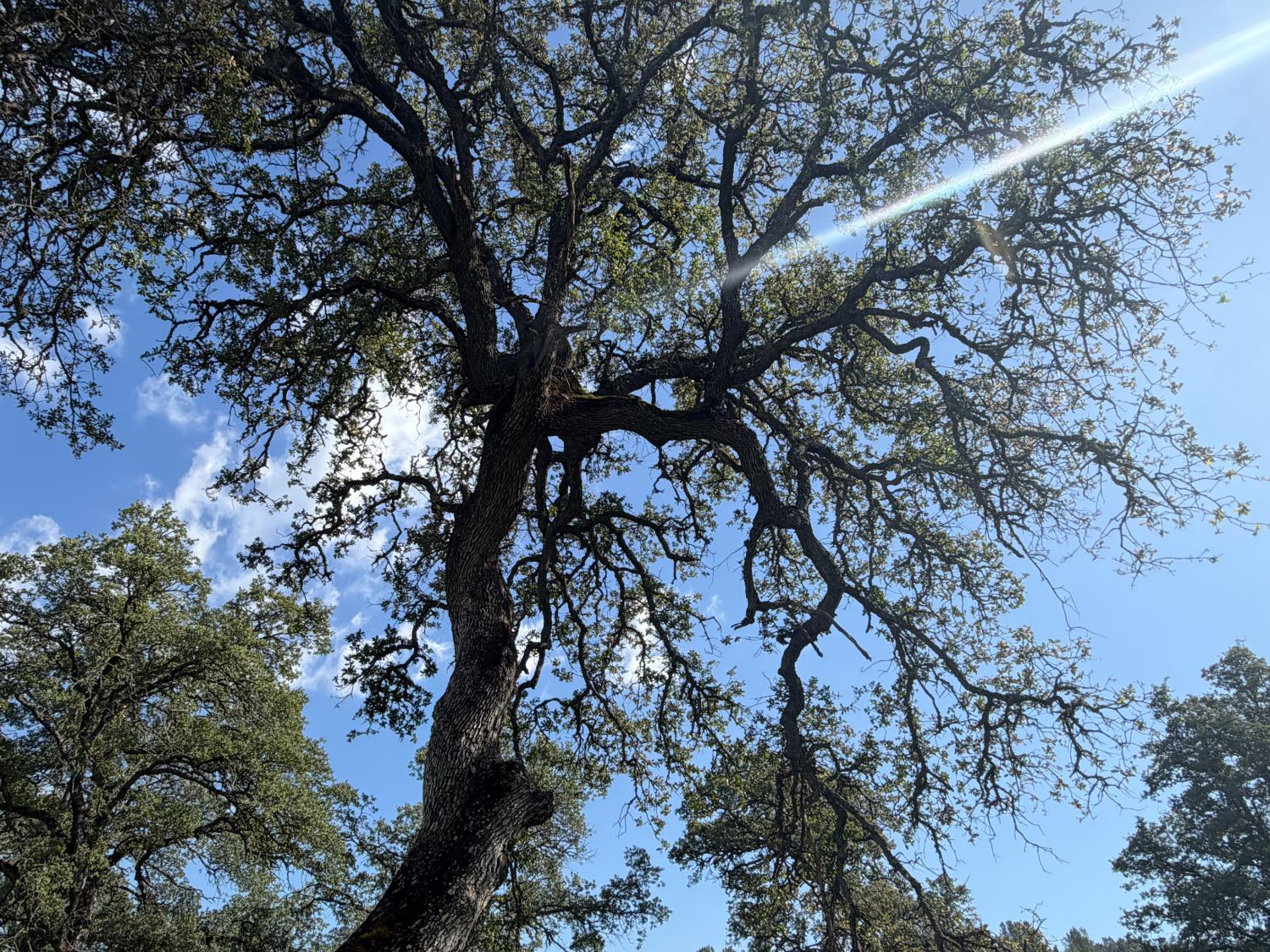 0 Spring Valley Road Plymouth, CA 95669 - Photo 18 of 23 a view of tree