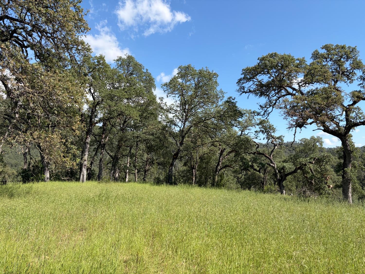 0 Spring Valley Road Plymouth, CA 95669 - Photo 2 of 23 a view of a yard with a tree