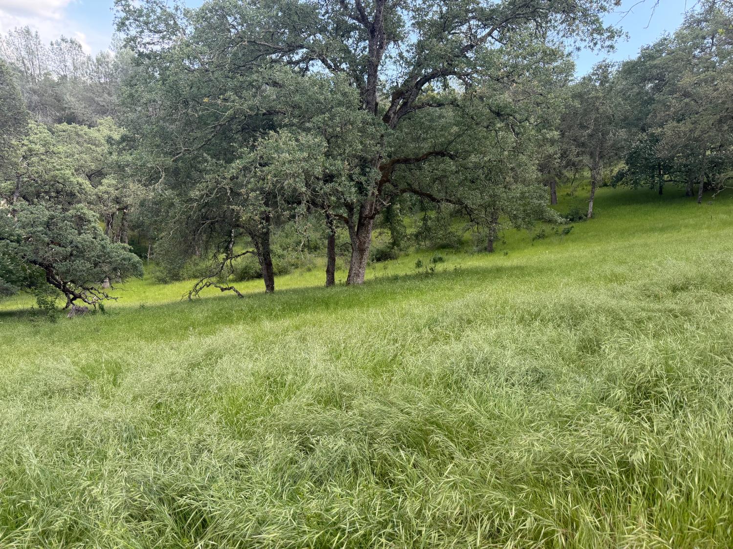 0 Spring Valley Road Plymouth, CA 95669 - Photo 22 of 23 a view of outdoor space with green field and trees