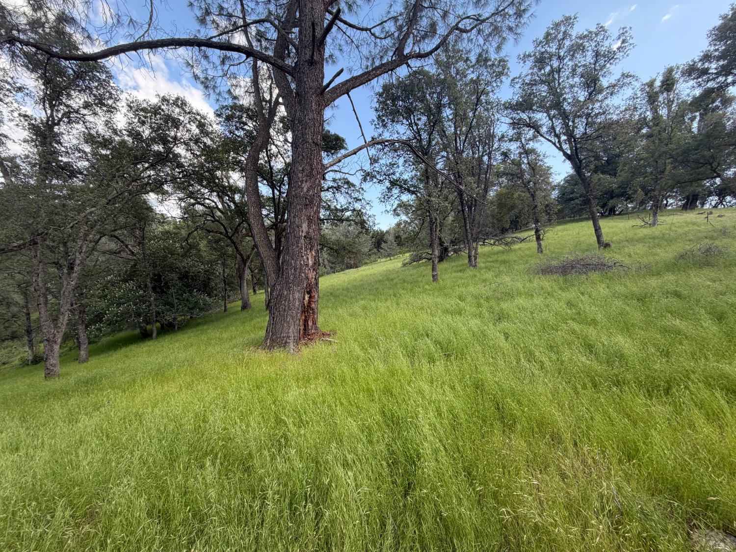 0 Spring Valley Road Plymouth, CA 95669 - Photo 23 of 23 a view of a tree in a yard