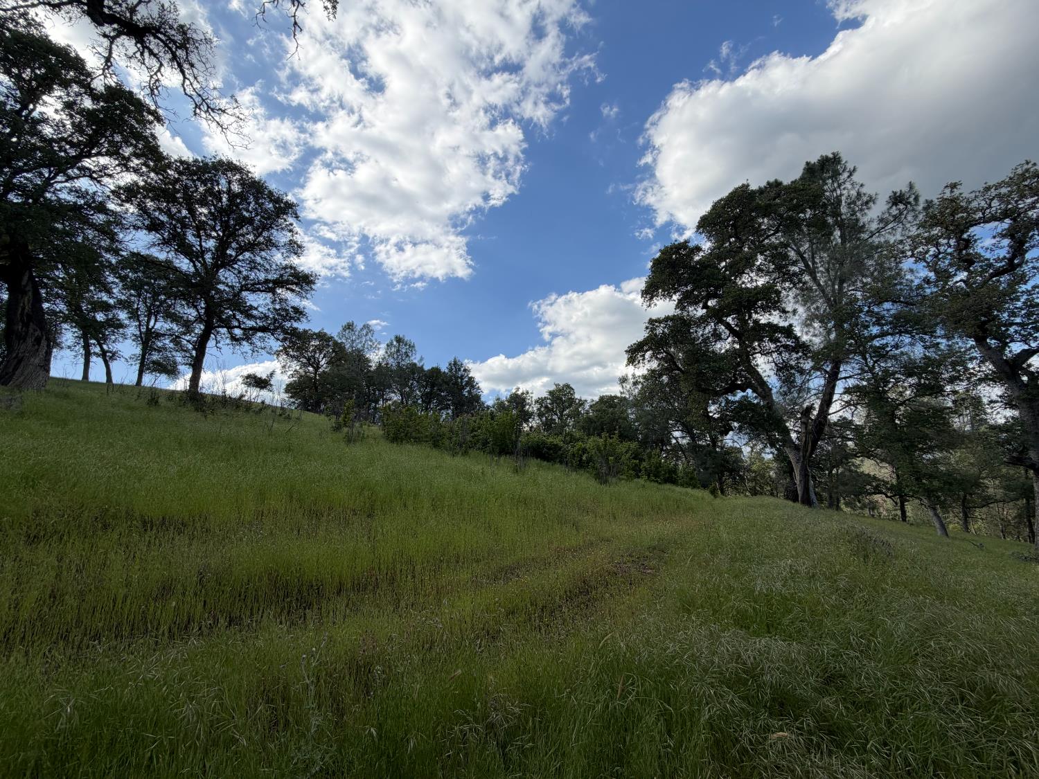0 Spring Valley Road Plymouth, CA 95669 - Photo 3 of 23 a view of a field of grass and trees