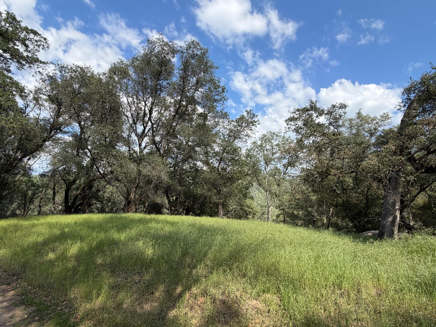 0 Spring Valley Road Plymouth, CA 95669 - Photo 7 of 23 a view of green field with trees in the background