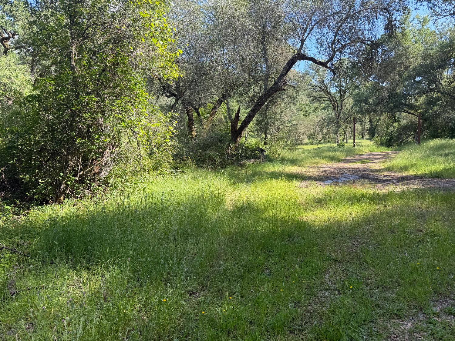 0 Spring Valley Road Plymouth, CA 95669 - Photo 8 of 23 a view of yard with green space