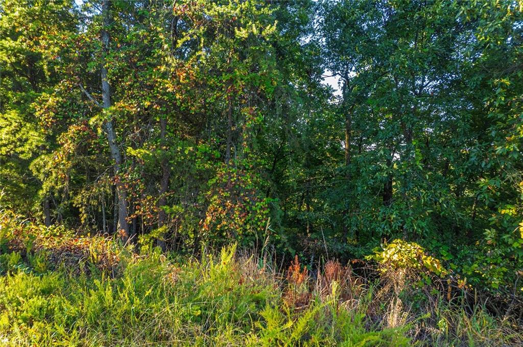 248 Stirratt Road Ranger, GA 30734 - Photo 2 of 24 a view of a plant in a garden