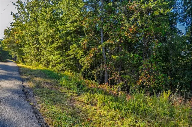 a view of a forest with a tree