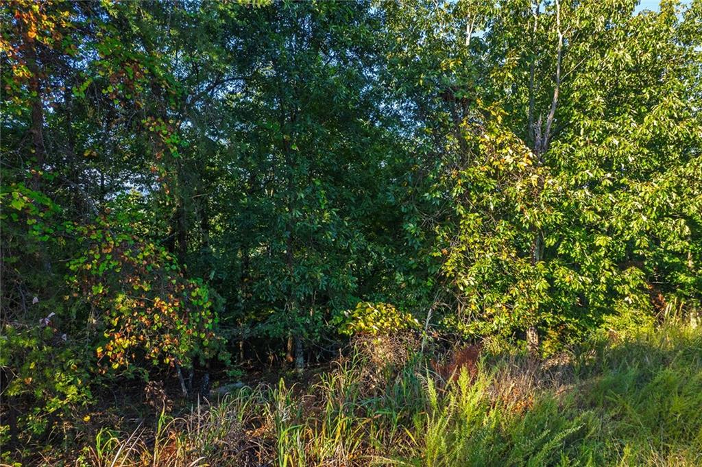248 Stirratt Road Ranger, GA 30734 - Photo 6 of 24 a view of a tree