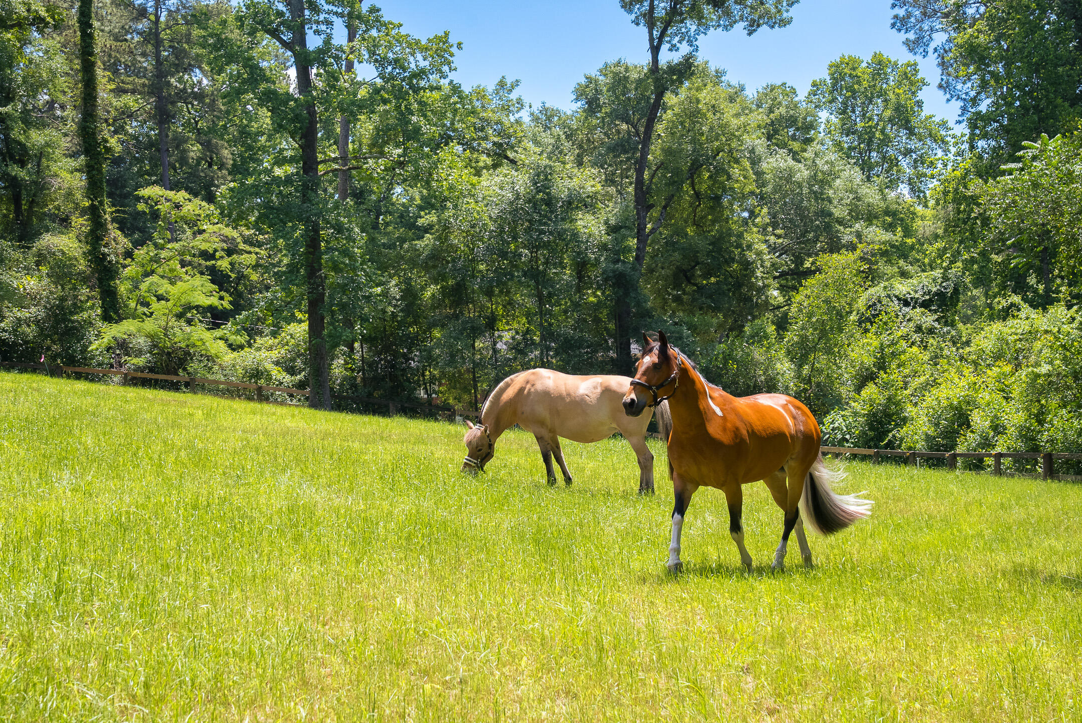 1039 Clark Road Southwest Aiken, SC 29803 - Photo 5 of 80