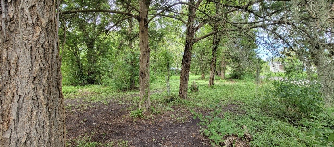 6415 S. F. Austin Road Jones Creek, TX 77541 - Photo 1 of 11 a view of a lush green forest