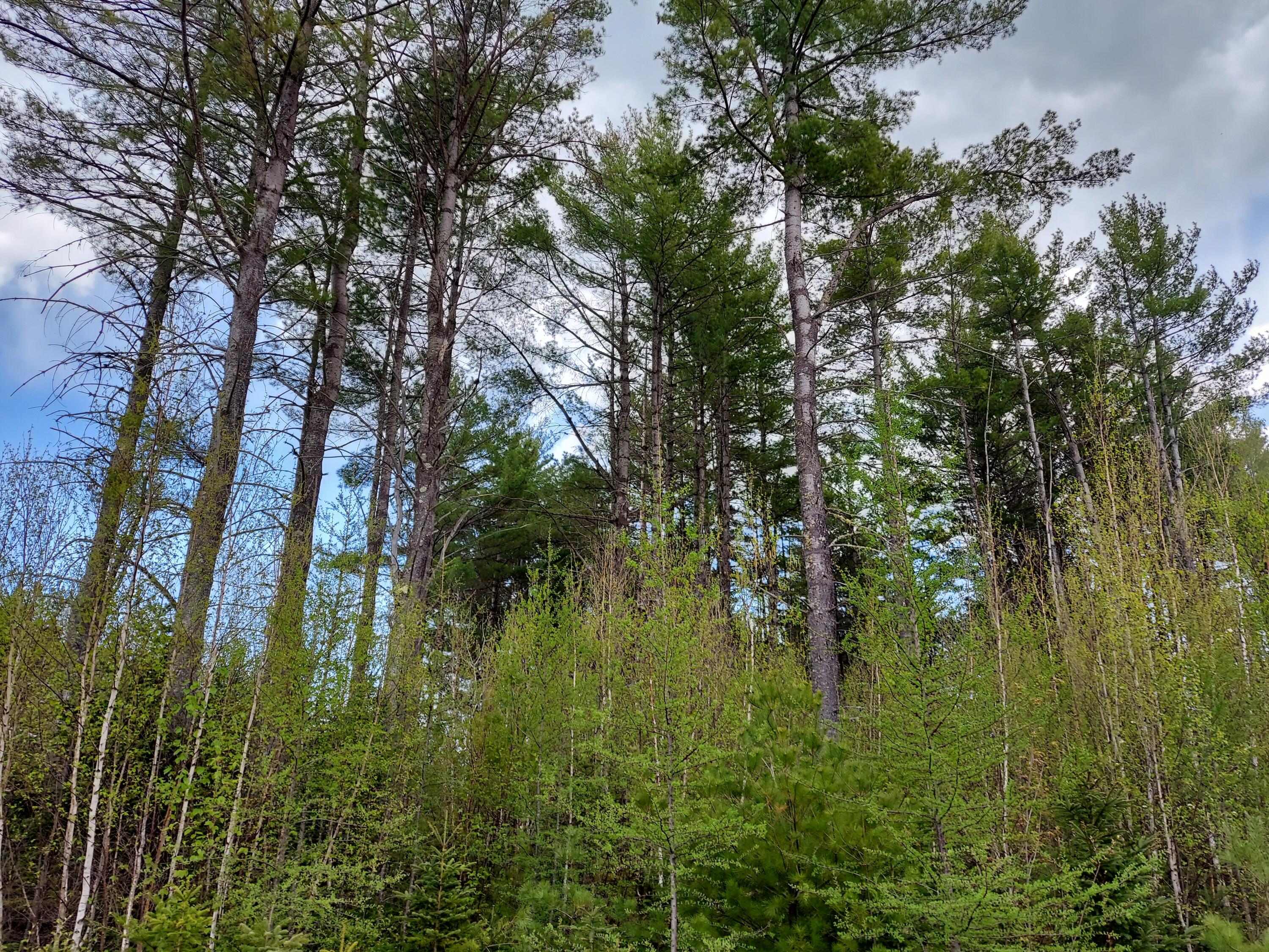 Tbd Tbd Bog Road New Vineyard, ME 04956 - Photo 4 of 14 land 9