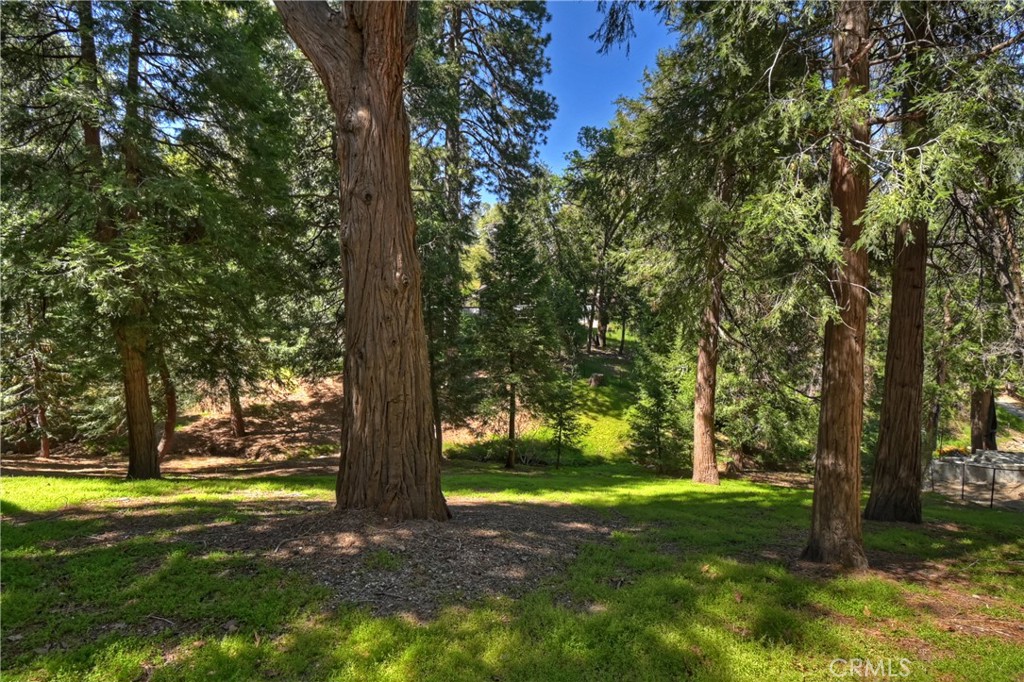 355 Cedar Ridge Drive Lake Arrowhead, CA 92352 - Photo 42 of 64 Beautiful pines, cedars and natural vegetation.