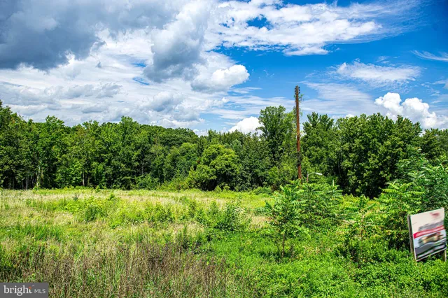 a view of a garden with plants and large trees